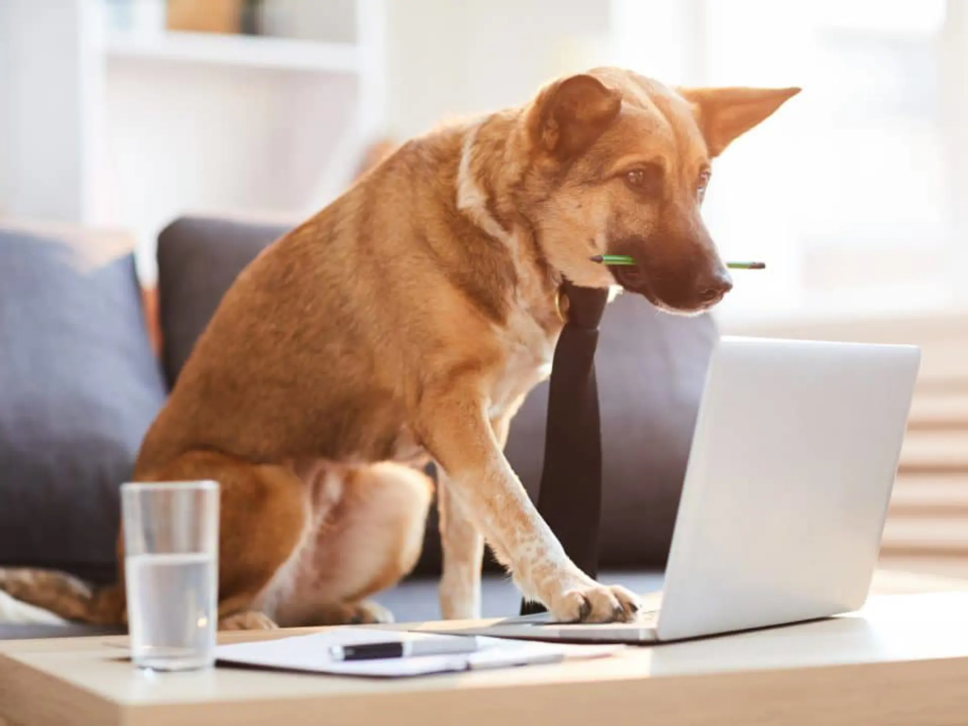 Kreativa alternativ till det klassiska fysiska mötet